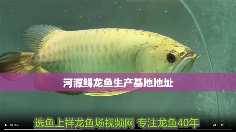 河源鱘龍魚生產基地地址