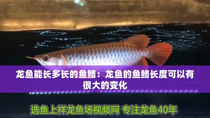 龍魚能長多長的魚鰭：龍魚的魚鰭長度可以有很大的變化