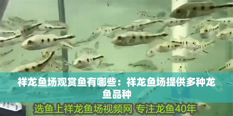 祥龍魚場觀賞魚有哪些：祥龍魚場提供多種龍魚品種