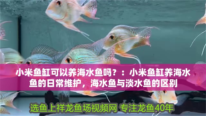 小米魚缸可以養海水魚嗎？：小米魚缸養海水魚的日常維護，海水魚與淡水魚的區別