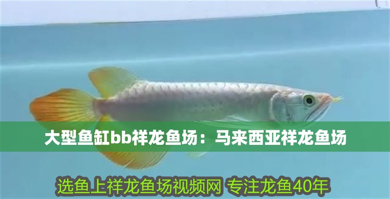 大型魚缸bb祥龍魚場：馬來西亞祥龍魚場