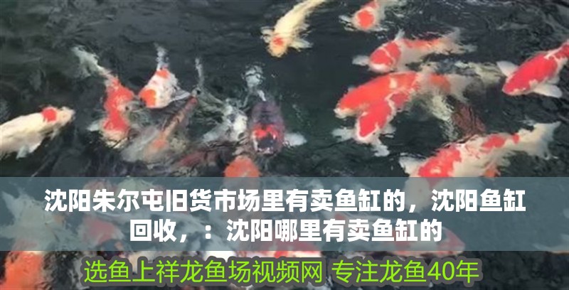 沈陽朱爾屯舊貨市場里有賣魚缸的，沈陽魚缸回收，：沈陽哪里有賣魚缸的