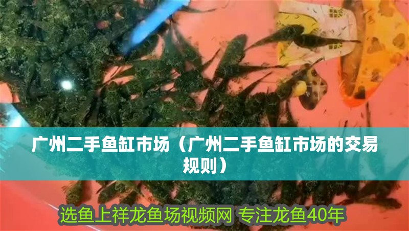 廣州二手魚缸市場(chǎng)（廣州二手魚缸市場(chǎng)的交易規(guī)則）