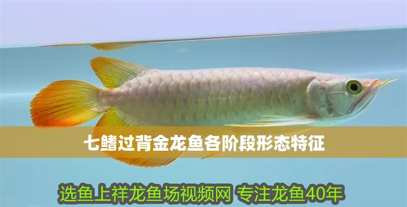 七鰭過背金龍魚各階段形態(tài)特征