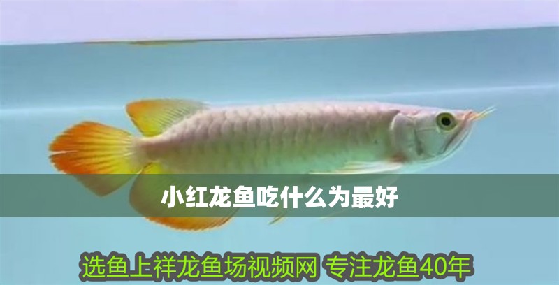 小紅龍魚吃什么為最好