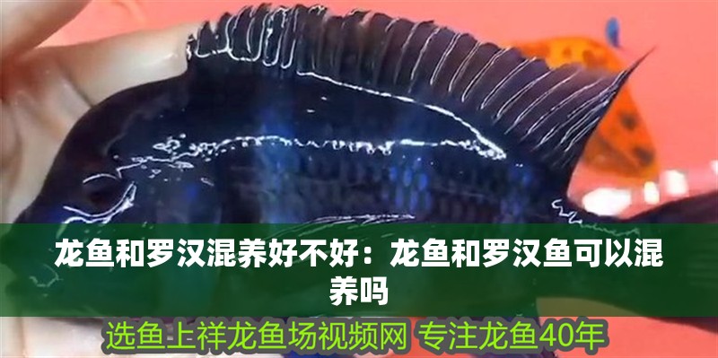 龍魚和羅漢混養(yǎng)好不好：龍魚和羅漢魚可以混養(yǎng)嗎