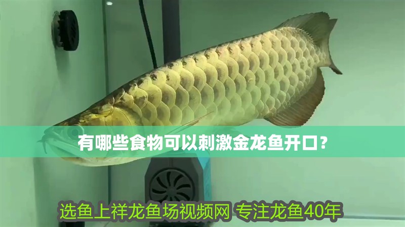 有哪些食物可以刺激金龍魚開口？
