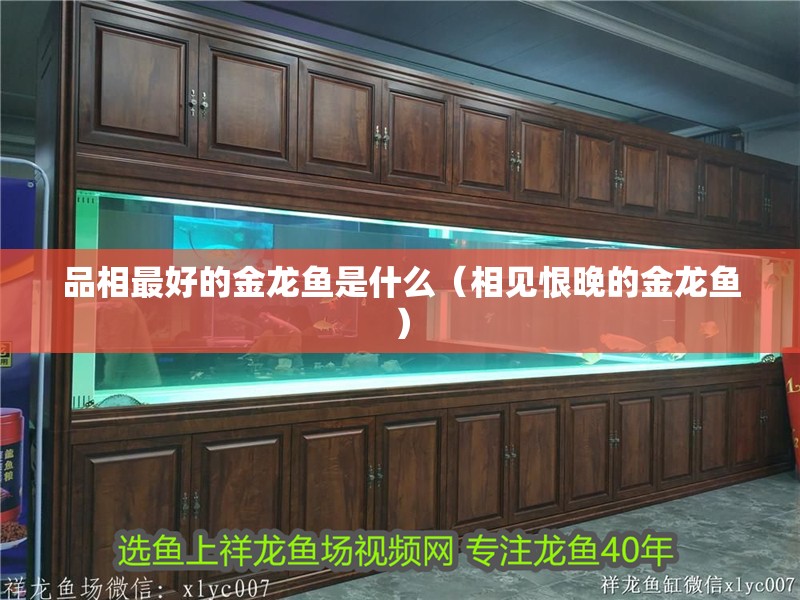 品相最好的金龍魚是什么（相見恨晚的金龍魚）