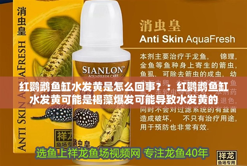 紅鸚鵡魚缸水發(fā)黃是怎么回事？：紅鸚鵡魚缸水發(fā)黃可能是褐藻爆發(fā)可能導致水發(fā)黃的