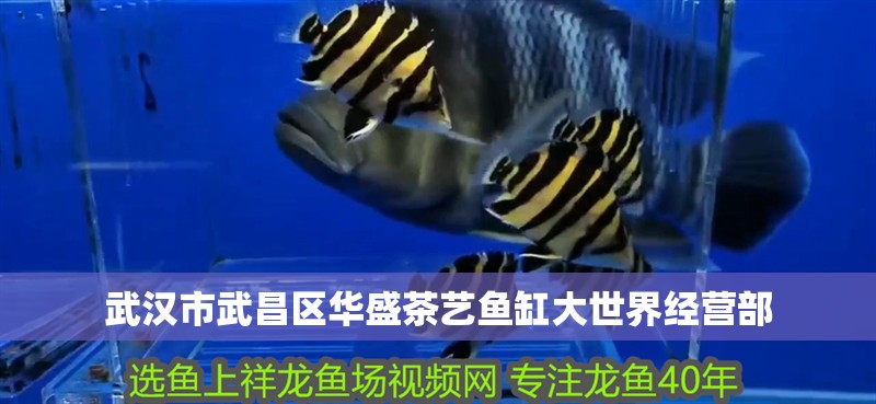 武漢市<strong><mark>武昌</mark></strong>區華盛茶藝魚缸大世界經營部
