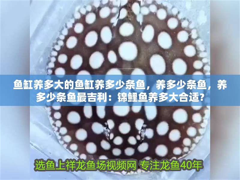 魚(yú)缸養(yǎng)多大的魚(yú)缸養(yǎng)多少條魚(yú)，養(yǎng)多少條魚(yú)，養(yǎng)多少條魚(yú)最吉利：錦鯉魚(yú)養(yǎng)多大合適？