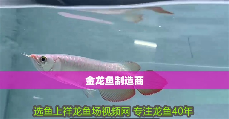 金龍魚制造商