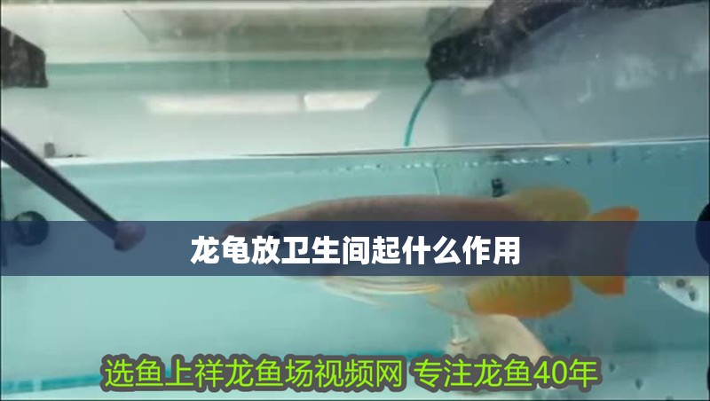 龍龜放衛(wèi)生間起什么作用