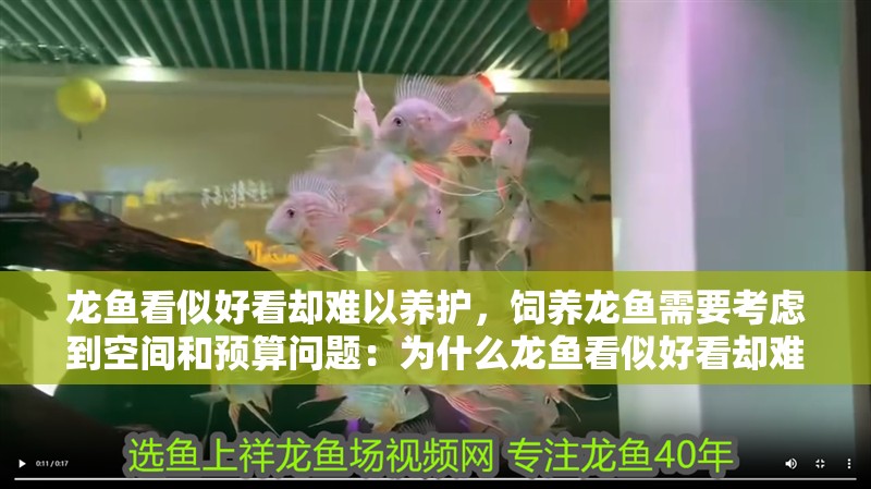 龍魚看似好看卻難以養護，飼養龍魚需要考慮到空間和預算問題：為什么龍魚看似好看卻難以養護