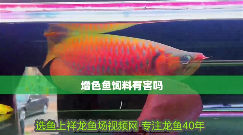 增色魚飼料有害嗎