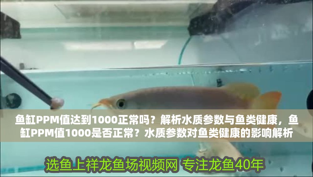 詳細閱讀:魚缸PPM值達到1000正常嗎?解析水質參數與魚類健康,魚缸PPM值1000是否正常?水質參數對魚類健康的影響解析 魚缸PPM值達到1000正常嗎?解析水質參數與魚類健康,魚缸PPM值1000是否正常?水質參數對魚類健康的影響解析
