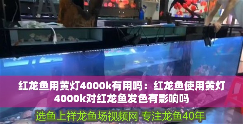 紅龍魚用黃燈4000k有用嗎：紅龍魚使用黃燈4000k對紅龍魚發(fā)色有影響嗎