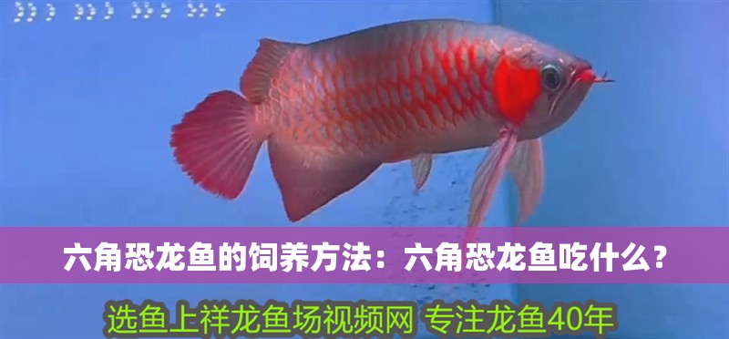 六角恐龍魚的飼養方法：六角恐龍魚吃什么？