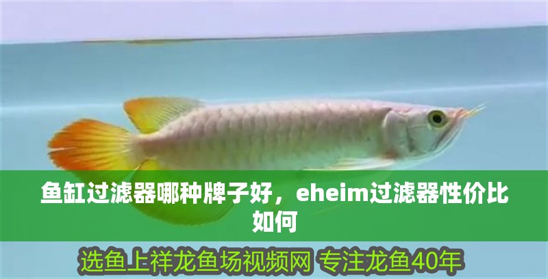 魚缸過(guò)濾器哪種牌子好，eheim過(guò)濾器性價(jià)比如何