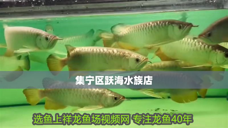 集寧區躍海水族店