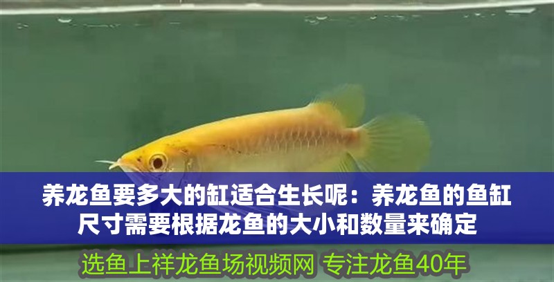 養龍魚要多大的缸適合生長呢：養龍魚的魚缸尺寸需要根據龍魚的大小和數量來確定