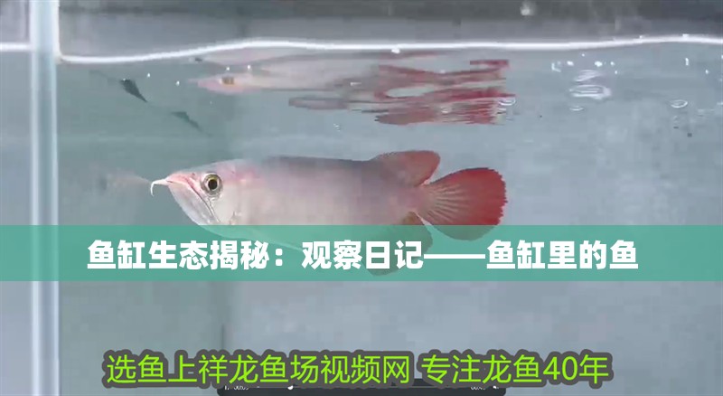 魚缸生態揭秘：觀察日記——魚缸里的魚