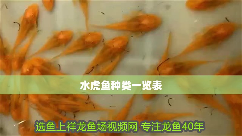 水虎魚種類一覽表