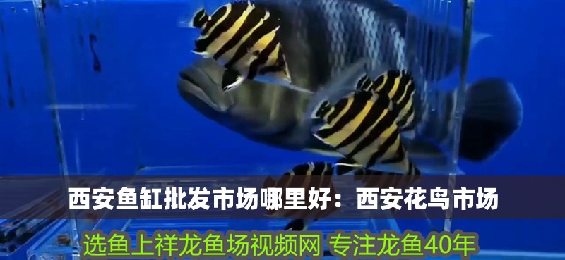 <strong><mark>西安</mark></strong>魚缸批發市場哪里好：<strong><mark>西安</mark></strong>花鳥市場