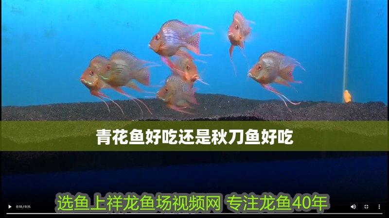 青花魚好吃還是秋刀魚好吃