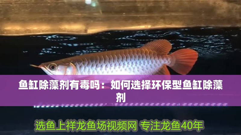 魚缸除藻劑有毒嗎：如何選擇環保型魚缸除藻劑