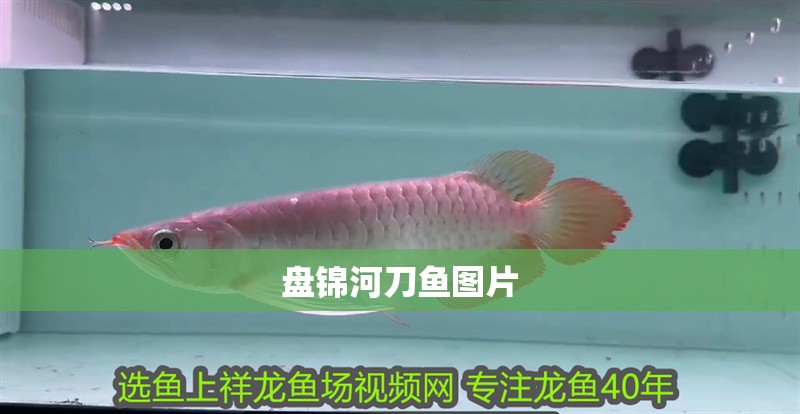 盤錦河刀魚圖片