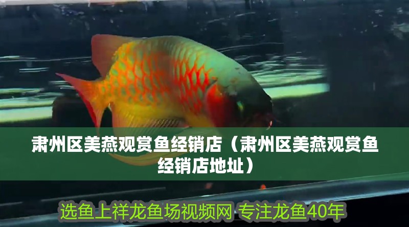 肅州區美燕觀賞魚經銷店（肅州區美燕觀賞魚經銷店地址）