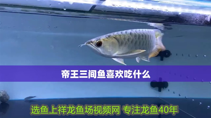 帝王三間魚喜歡吃什么