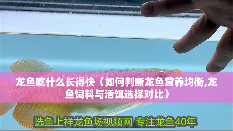 龍魚吃什么長得快（如何判斷龍魚營養均衡,龍魚飼料與活餌選擇對比）