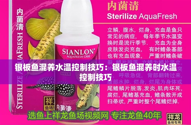 銀板魚混養水溫控制技巧：銀板魚混養時水溫控制技巧