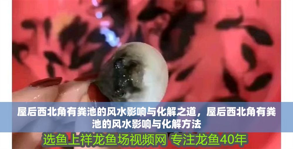 屋后西北角有糞池的風水影響與化解之道，屋后西北角有糞池的風水影響與化解方法