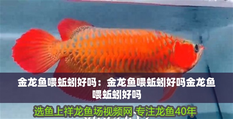 金龍魚喂蚯蚓好嗎：金龍魚喂蚯蚓好嗎金龍魚喂蚯蚓好嗎