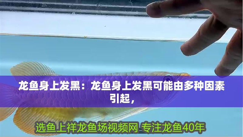 龍魚身上發黑：龍魚身上發黑可能由多種因素引起，