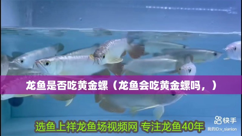 龍魚是否吃黃金螺（龍魚會吃黃金螺嗎，）