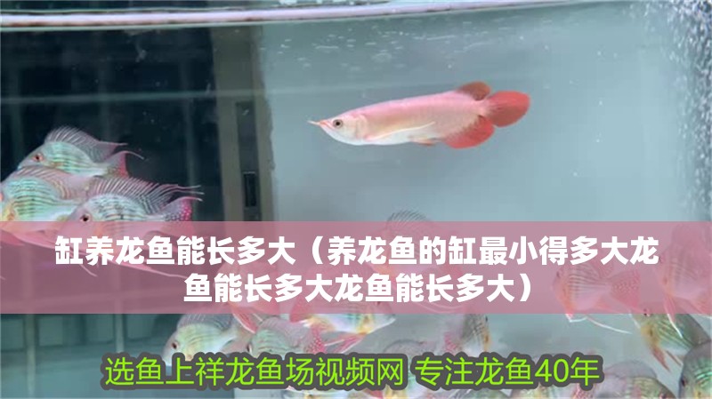 缸養龍魚能長多大（養龍魚的缸最小得多大龍魚能長多大龍魚能長多大）