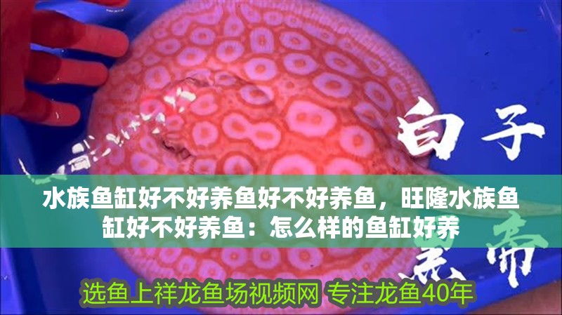 水族魚缸好不好養魚好不好養魚，旺隆水族魚缸好不好養魚：怎么樣的魚缸好養