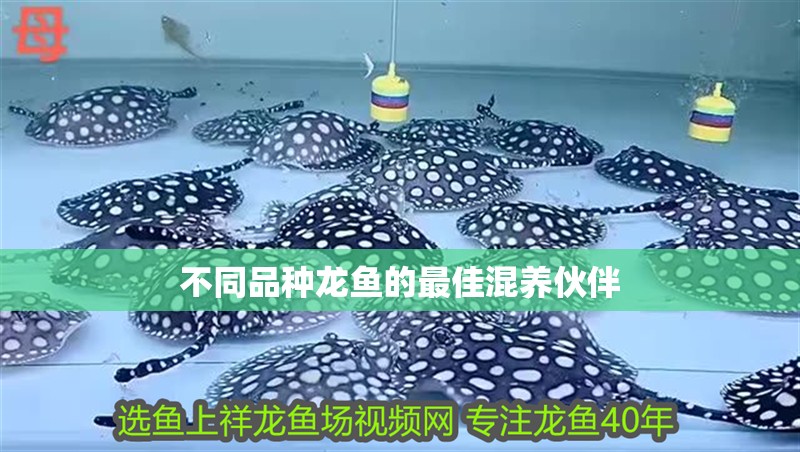 不同品種龍魚的最佳混養伙伴