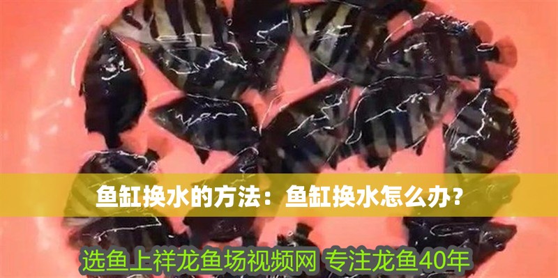 魚缸換水的方法：魚缸換水怎么辦？