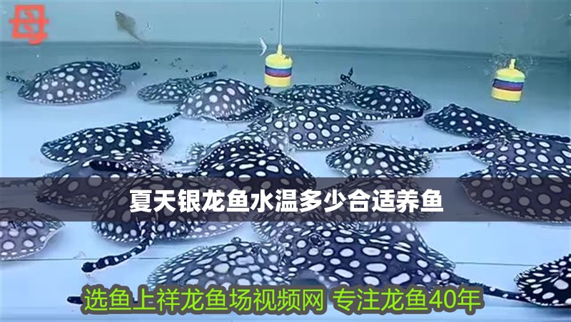 夏天銀龍魚水溫多少合適養(yǎng)魚