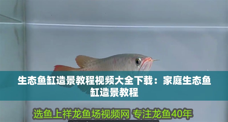 生態(tài)魚缸造景教程視頻大全下載：家庭生態(tài)魚缸造景教程