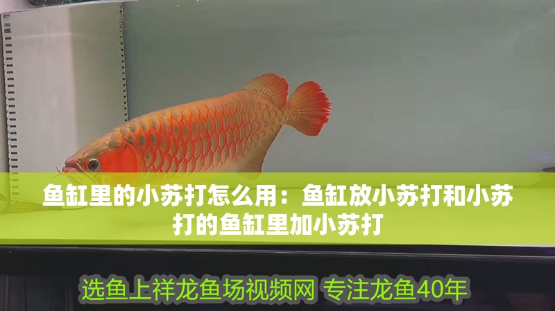 魚缸里的小蘇打怎么用：魚缸放小蘇打和小蘇打的魚缸里加小蘇打
