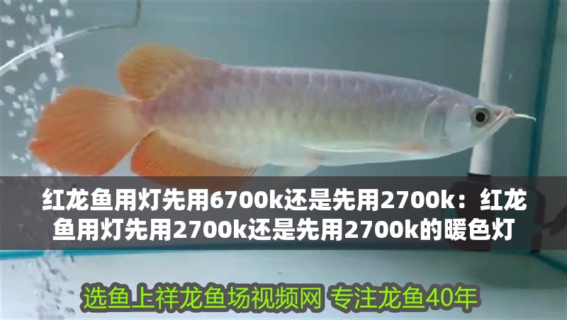 紅龍魚用燈先用6700k還是先用2700k：紅龍魚用燈先用2700k還是先用2700k的暖色燈