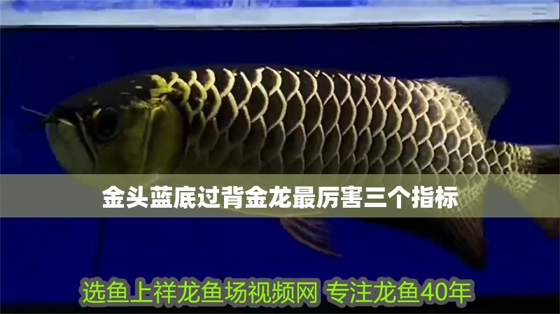 金頭藍(lán)底過(guò)背金龍最厲害三個(gè)指標(biāo)