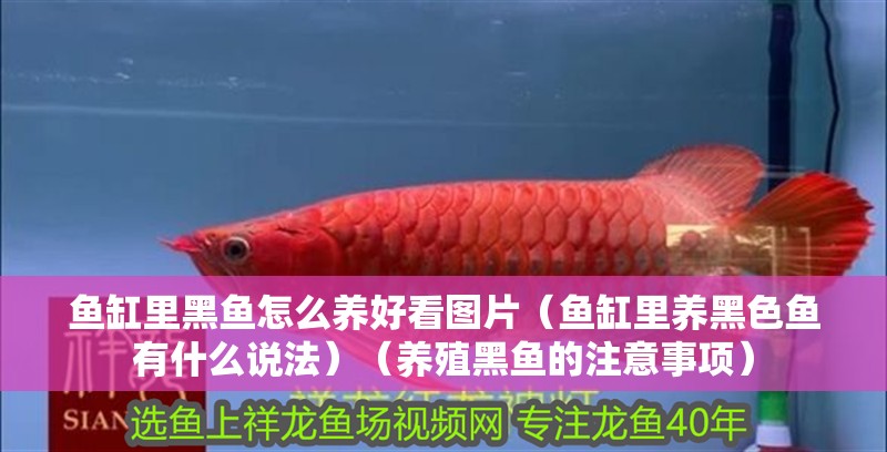 魚缸里黑魚怎么養好看圖片（魚缸里養黑色魚有什么說法）（養殖黑魚的注意事項）