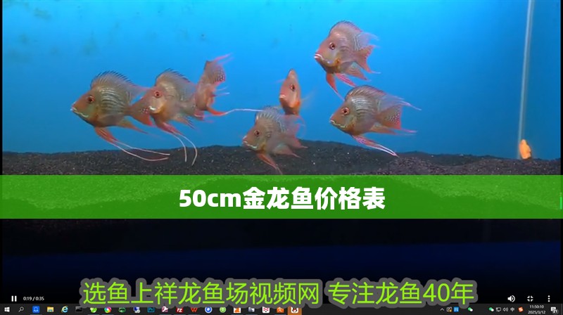 50cm金龍魚價格表